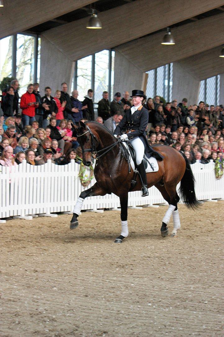 Åbent hus - Blue Hors - 2012 - Blue Hors Bentley billede 8
