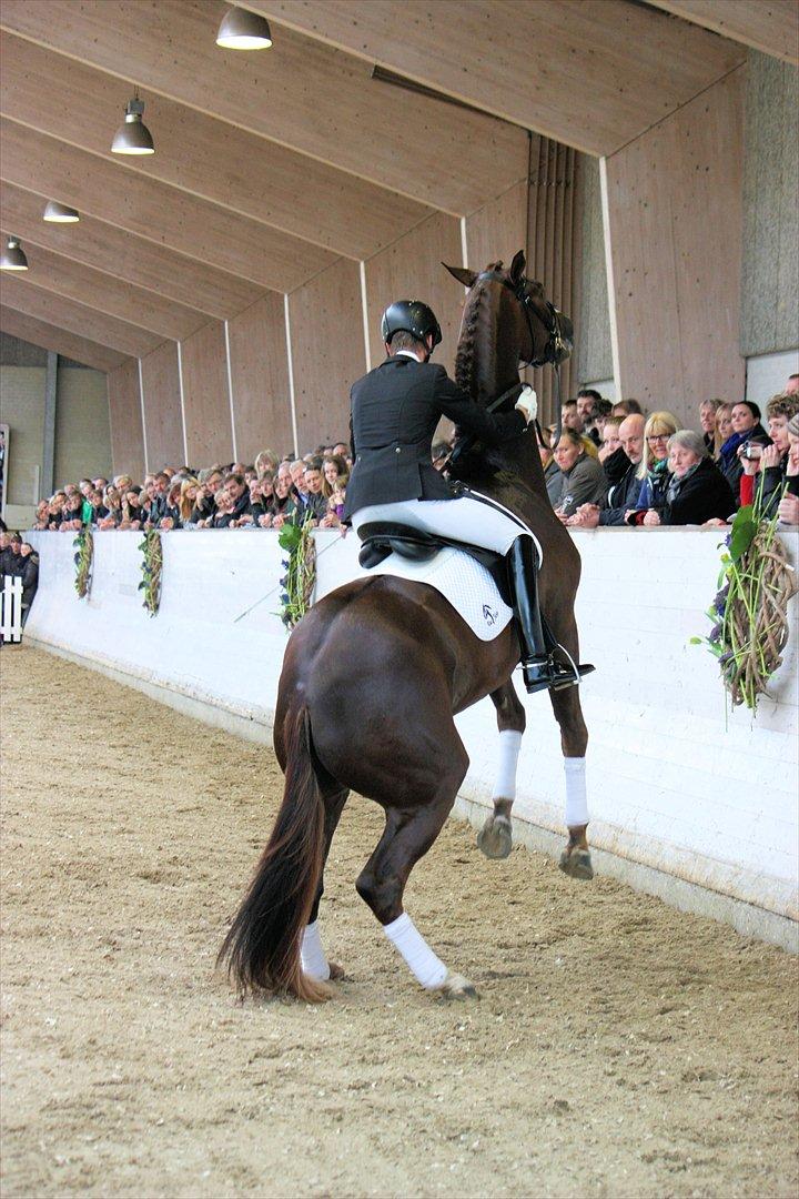 Åbent hus - Blue Hors - 2012 - Blue Hors Fletcher billede 11