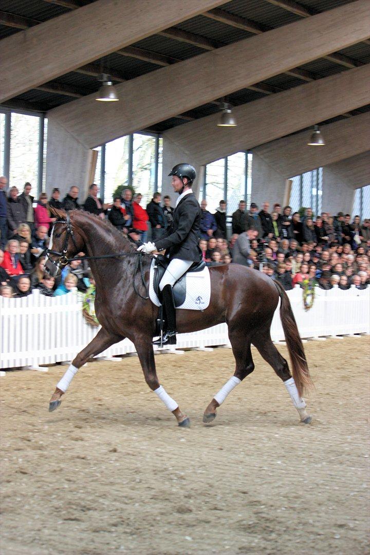 Åbent hus - Blue Hors - 2012 - Blue Hors Fletcher billede 12