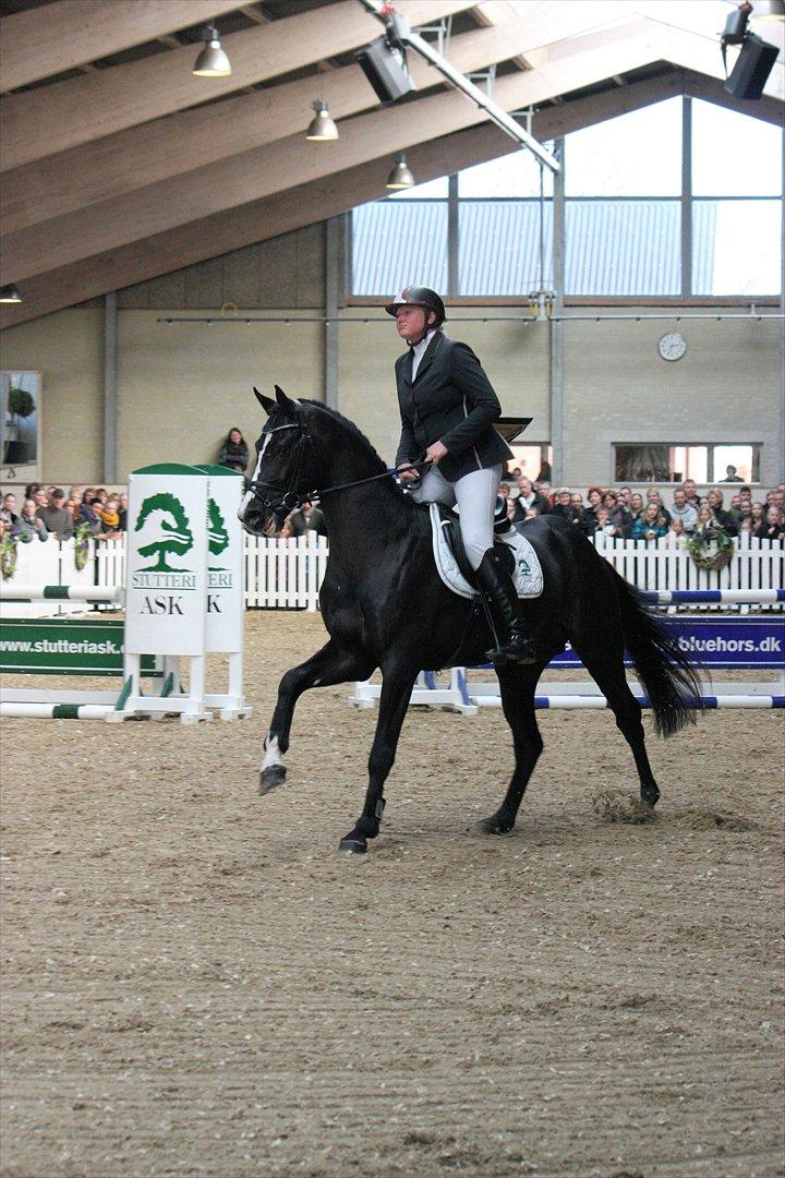 Åbent hus - Blue Hors - 2012 - Clifton Ask - Fløjhingst i spring 2012 billede 13