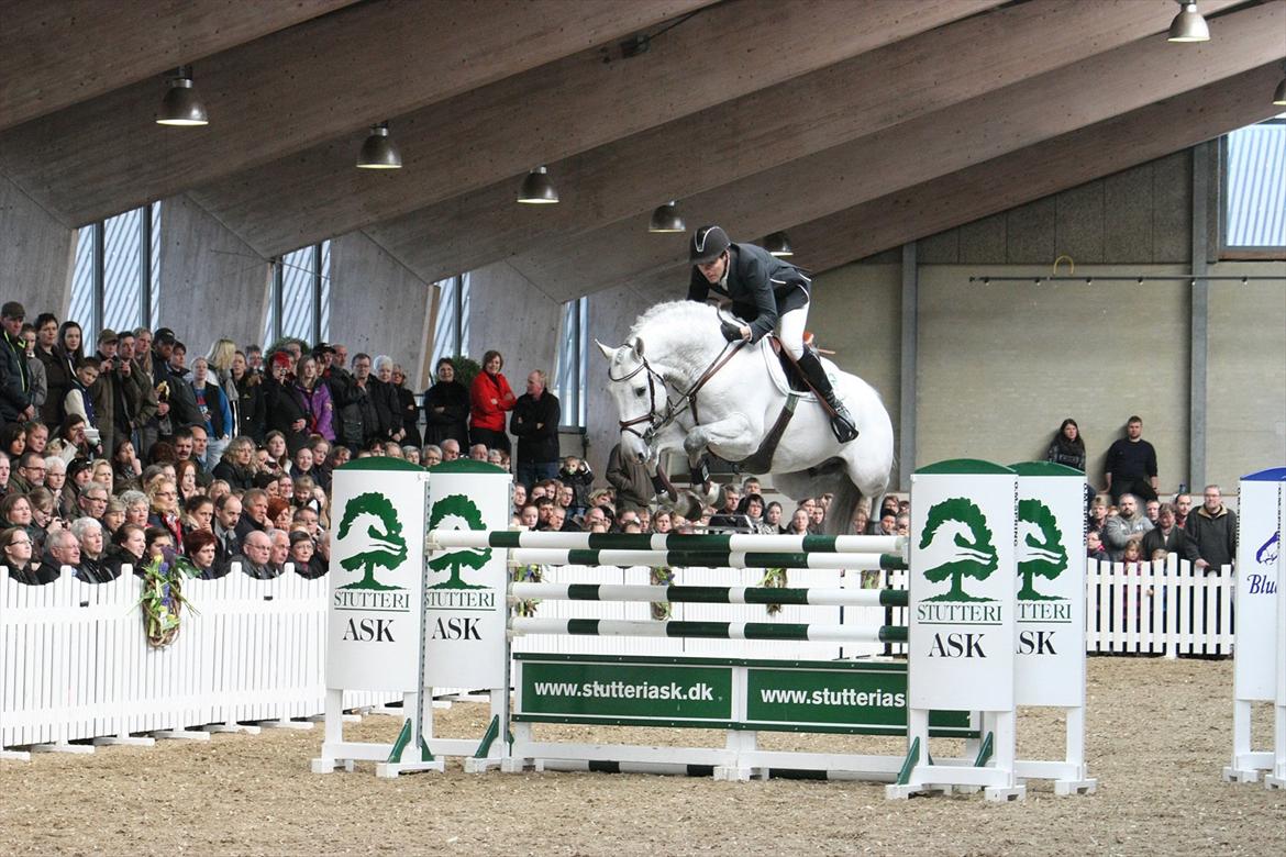 Åbent hus - Blue Hors - 2012 - Ci Ci Senjor Ask billede 16