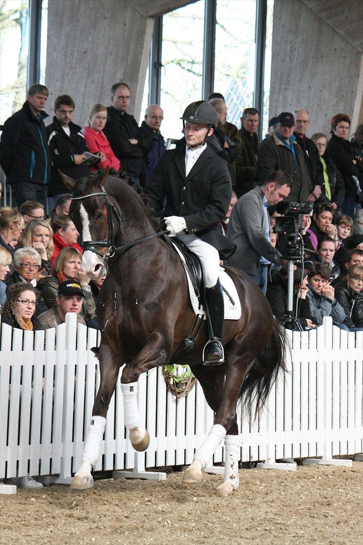 Åbent hus - Blue Hors - 2012 - Blue Hors Don Olymbrio billede 18