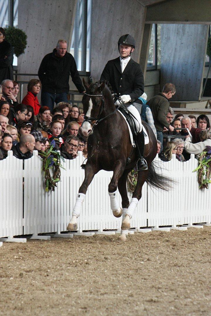 Åbent hus - Blue Hors - 2012 - Blue Hors Don Olymbrio billede 19