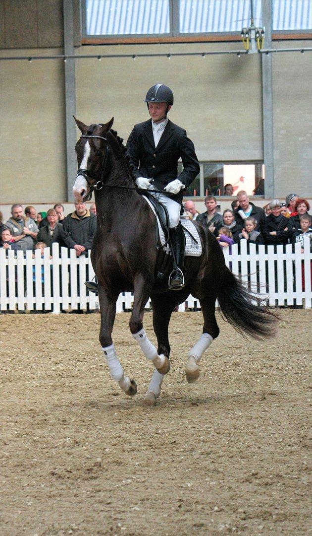 Åbent hus - Blue Hors - 2012 - Blue Hors Don Olymbrio billede 20