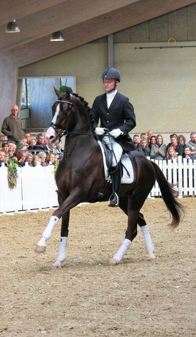 Åbent hus - Blue Hors - 2012 - Blue Hors Don Olymbrio billede 21