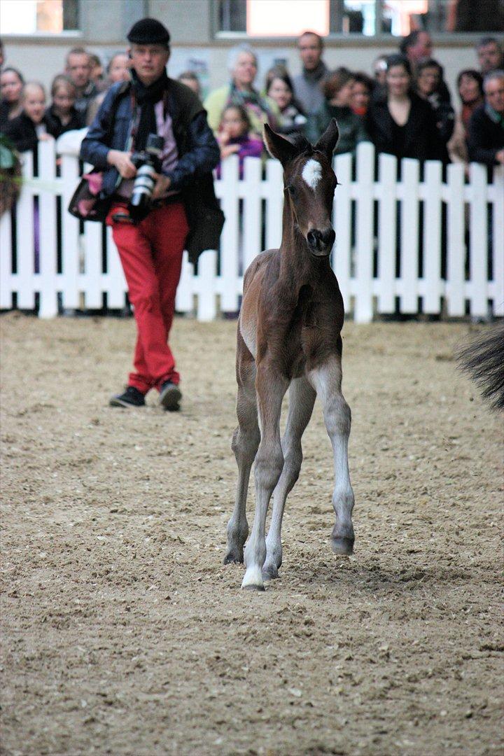 Åbent hus - Blue Hors - 2012 - Blue Hors Don Olymbrio - afkom billede 22