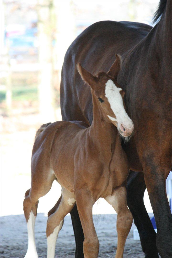 Åbent hus - Blue Hors - 2012 - Blue Hors Don Olymbrio - afkom billede 23