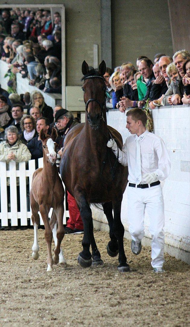 Åbent hus - Blue Hors - 2012 - Blue Hors Don Olymbrio - afkom billede 24