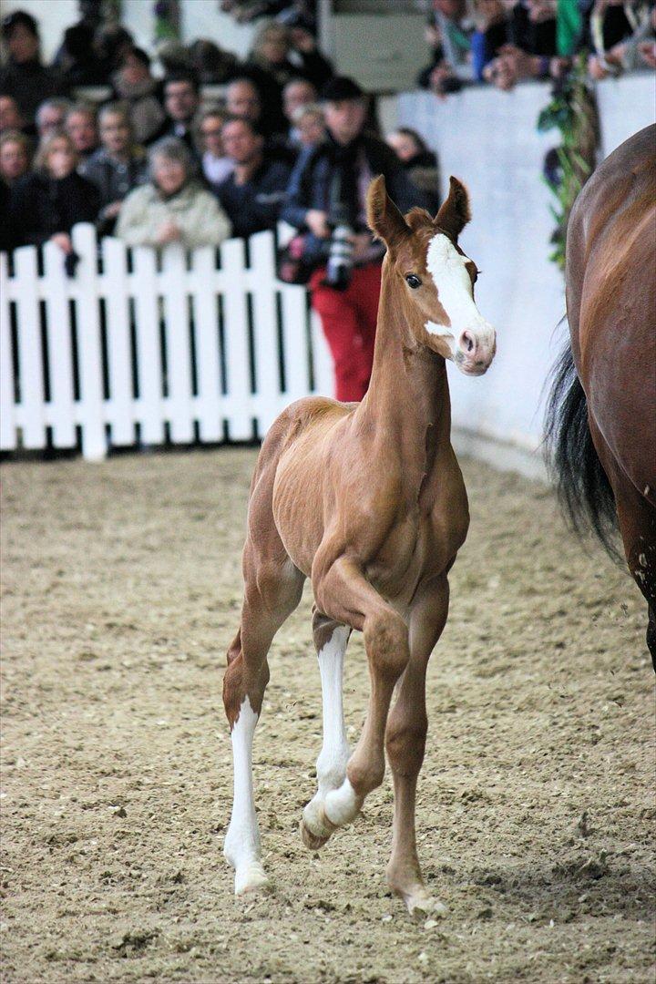Åbent hus - Blue Hors - 2012 - Blue Hors Don Olymbrio - afkom billede 25