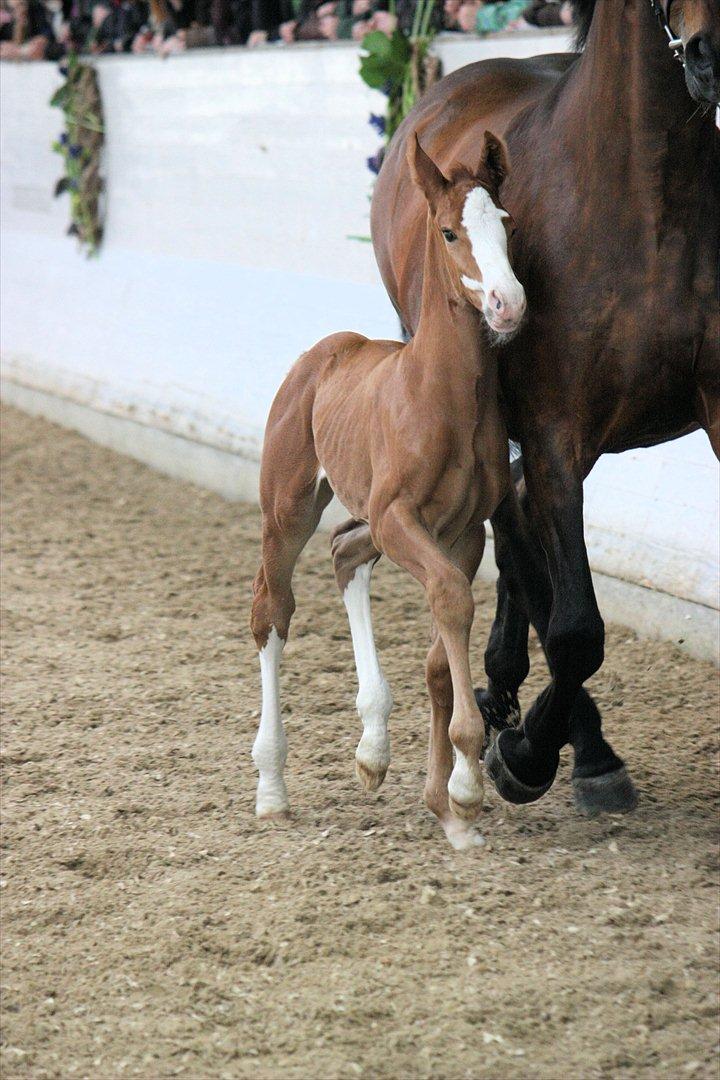 Åbent hus - Blue Hors - 2012 - Blue Hors Don Olymbrio - afkom billede 26