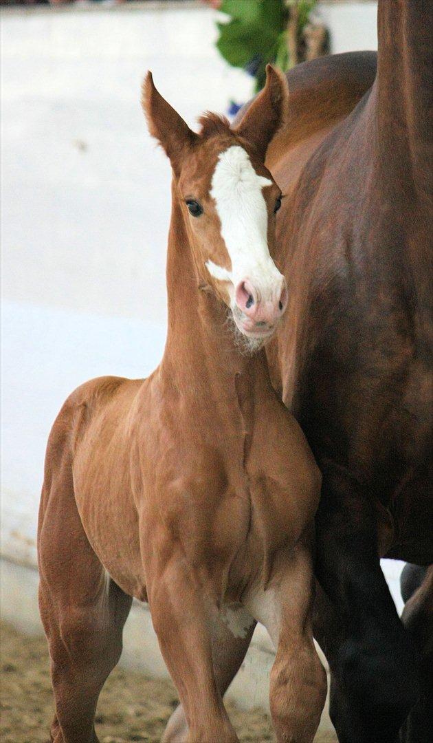Åbent hus - Blue Hors - 2012 - Blue Hors Don Olymbrio - afkom billede 27