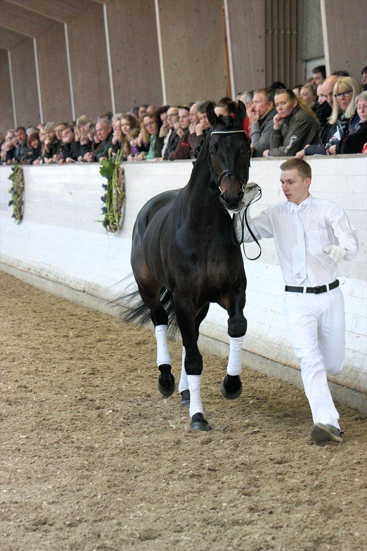 Åbent hus - Blue Hors - 2012 - Blue Hors Rockefeller billede 28