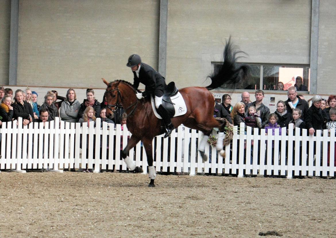 Åbent hus - Blue Hors - 2012 - Blue Hors Edelman billede 30