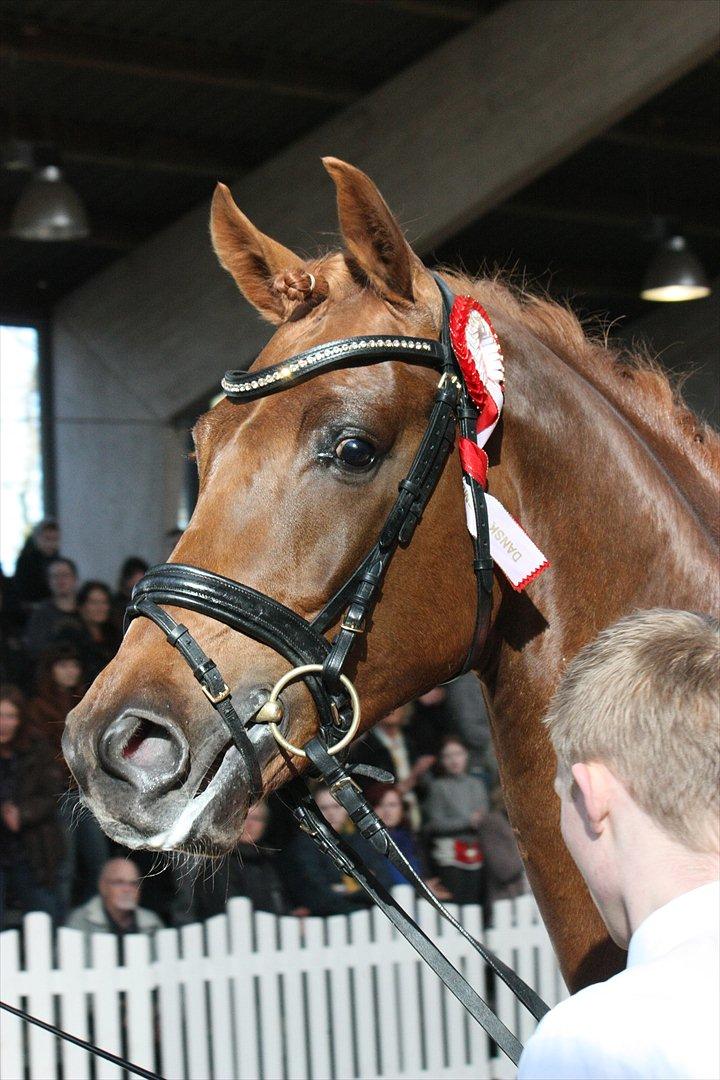 Åbent hus - Blue Hors - 2012 - Zorba Højris - fløjhingst i dressur 2012 (efter Blue Hors Zack) billede 1