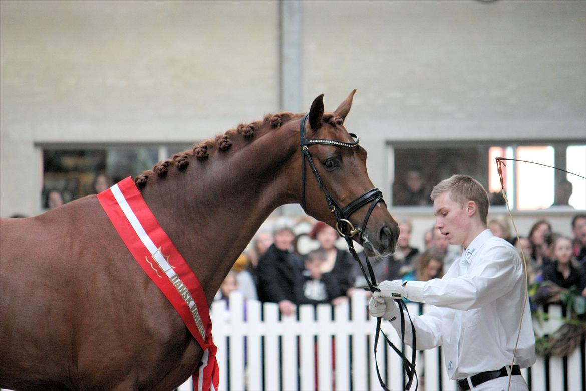 Åbent hus - Blue Hors - 2012 - Zorba Højris - fløjhingst i dressur 2012 (efter Blue Hors Zack) billede 33