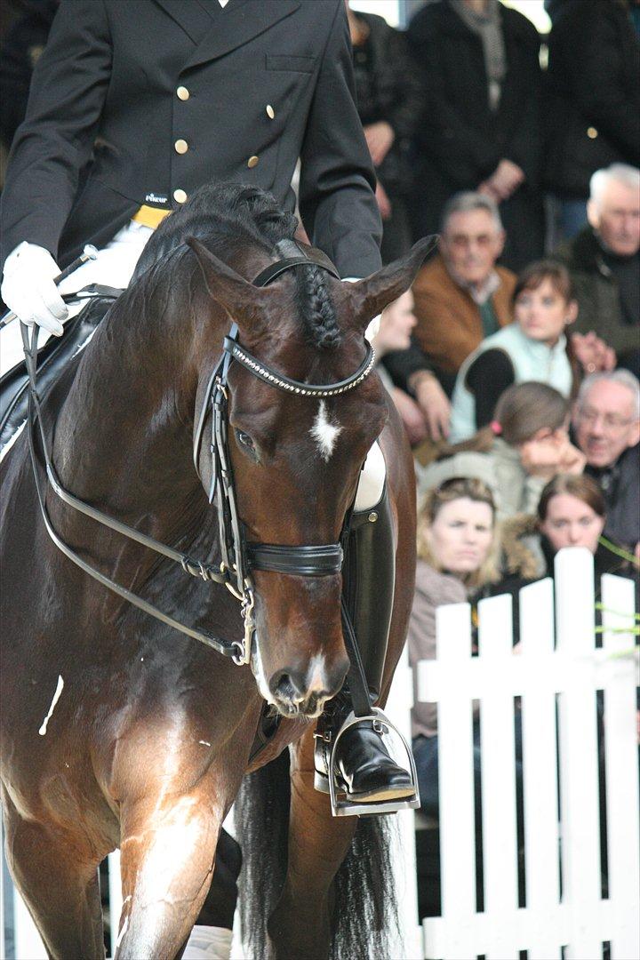Åbent hus - Blue Hors - 2012 - Blue Hors Zack billede 40