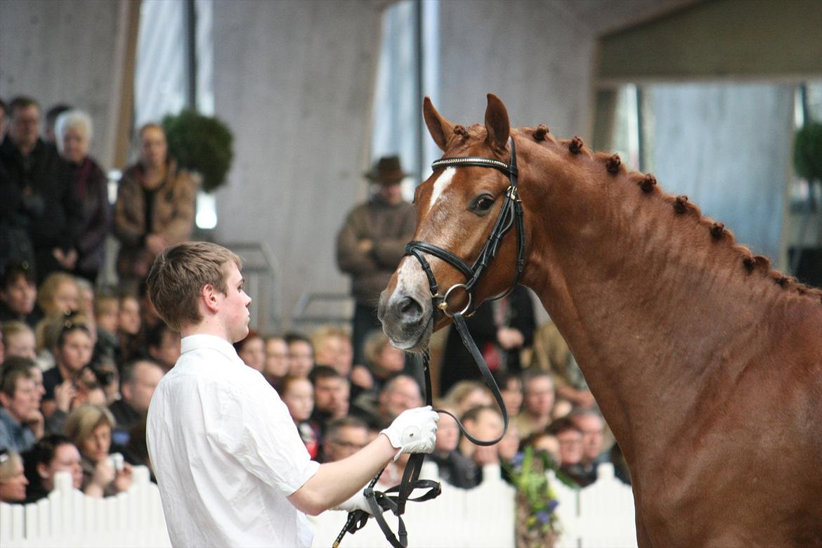 Åbent hus - Blue Hors - 2012 - Overgaards Zack-Ki (efter Blue Hors Zack) billede 41