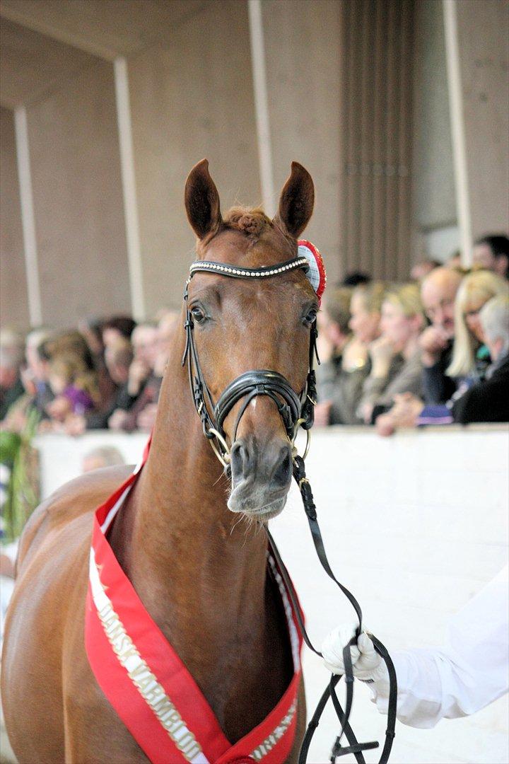 Åbent hus - Blue Hors - 2012 - Zorba Højris - fløjhingst i dressur 2012 (efter Blue Hors Zack) billede 42