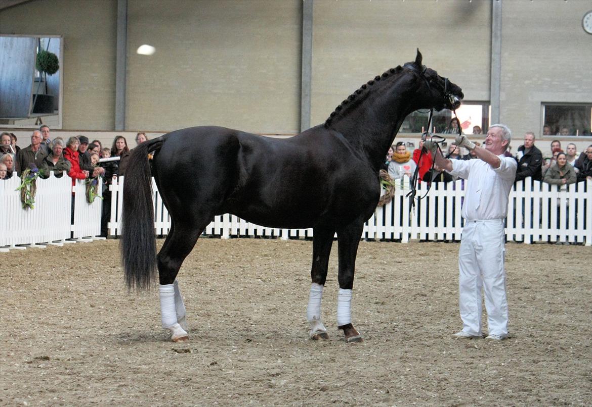 Åbent hus - Blue Hors - 2012 - Blue Hors Don Schufro billede 52