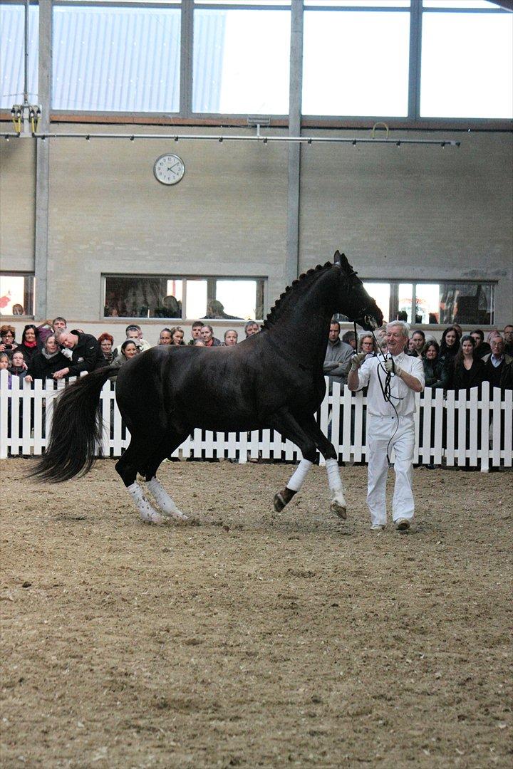 Åbent hus - Blue Hors - 2012 - Blue Hors Don Schufro billede 54