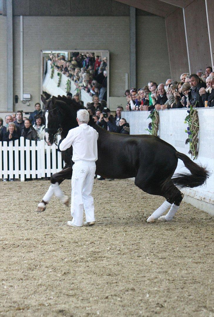 Åbent hus - Blue Hors - 2012 - Blue Hors Don Schufro billede 55