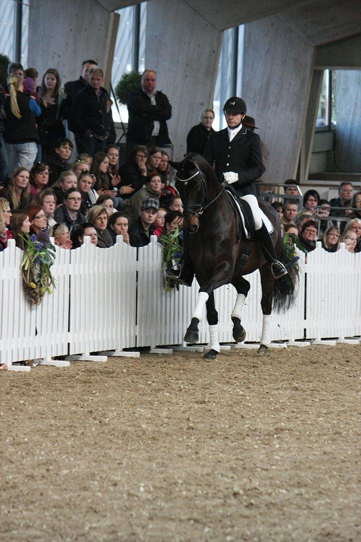 Åbent hus - Blue Hors - 2012 - Sikrit - årets hoppe 2011 og vinder af unghestechamoionatet 2012 (efter Blue Hors Hotline) billede 56