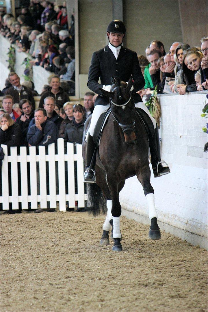 Åbent hus - Blue Hors - 2012 - Sikrit - årets hoppe 2011 og vinder af unghestechamoionatet 2012 (efter Blue Hors Hotline) billede 59