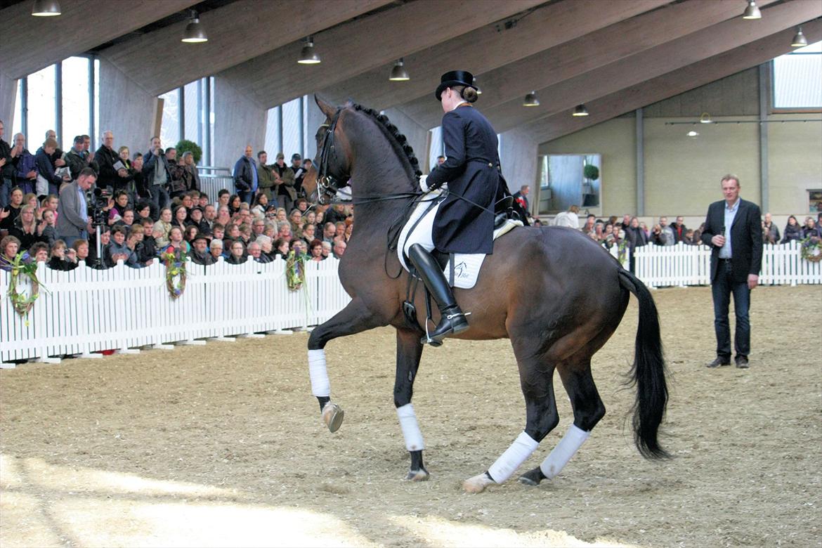 Åbent hus - Blue Hors - 2012 - Blue Hors Rush Hour billede 74