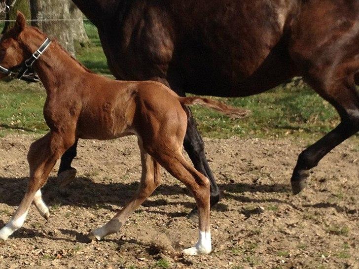 Vores Blue Hors Don Olymbrio afkom(; billede 1