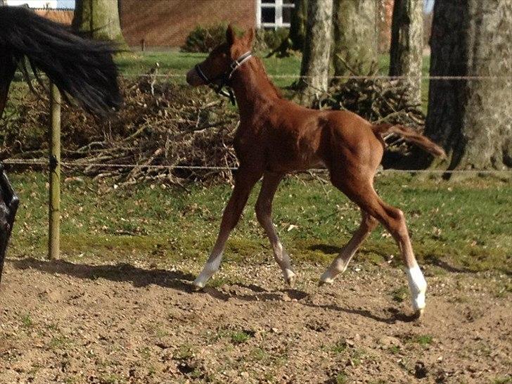 Vores Blue Hors Don Olymbrio afkom(; billede 2