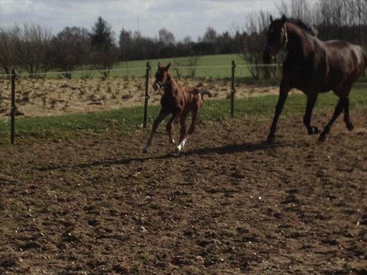 Vores Blue Hors Don Olymbrio afkom(; billede 3