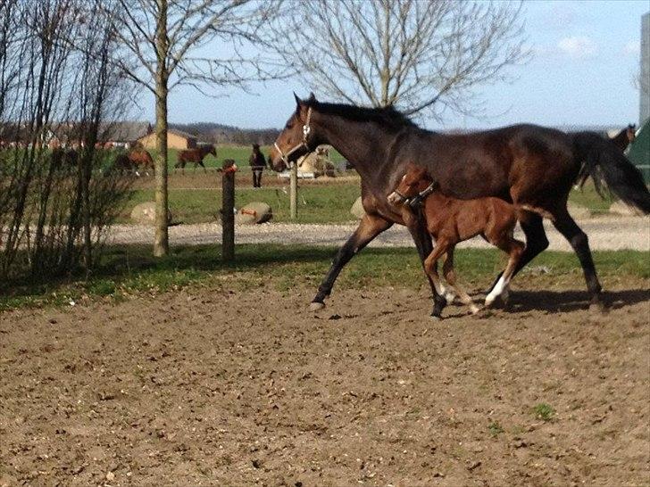 Vores Blue Hors Don Olymbrio afkom(; billede 4