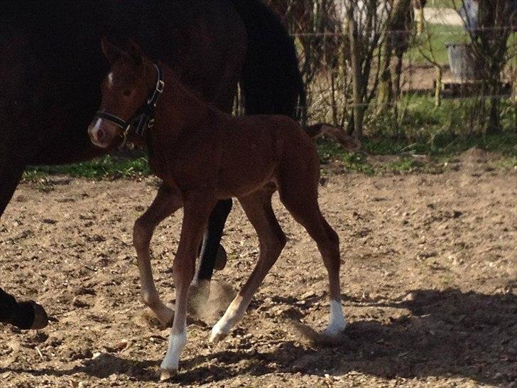 Vores Blue Hors Don Olymbrio afkom(; billede 5