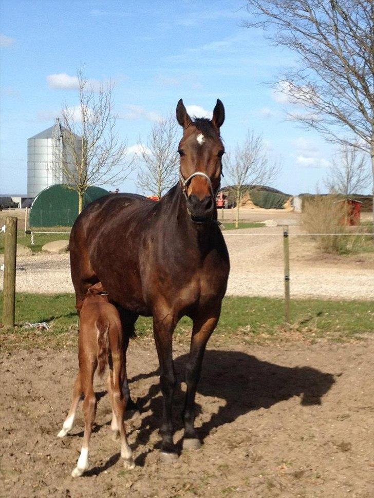 Vores Blue Hors Don Olymbrio afkom(; billede 6