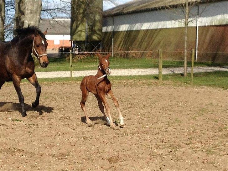 Vores Blue Hors Don Olymbrio afkom(; billede 7