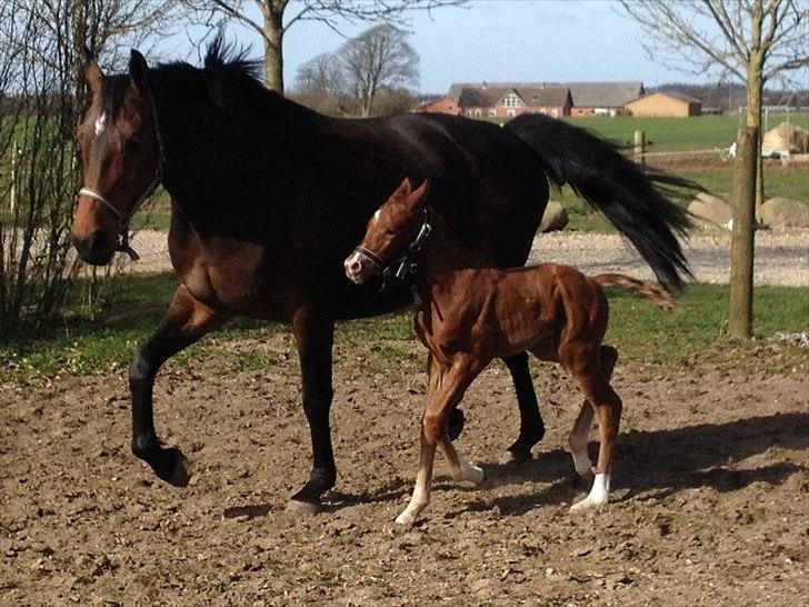 Vores Blue Hors Don Olymbrio afkom(; billede 8