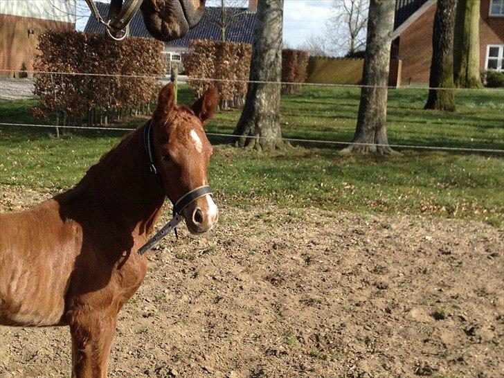 Vores Blue Hors Don Olymbrio afkom(; billede 9