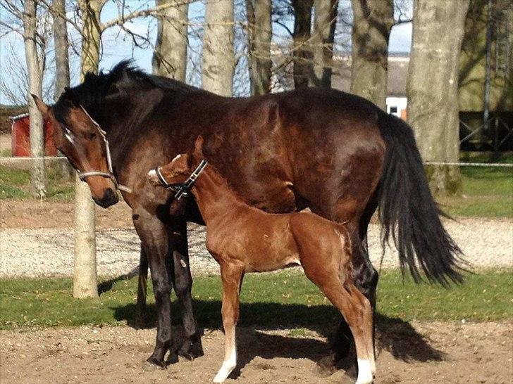 Vores Blue Hors Don Olymbrio afkom(; billede 10