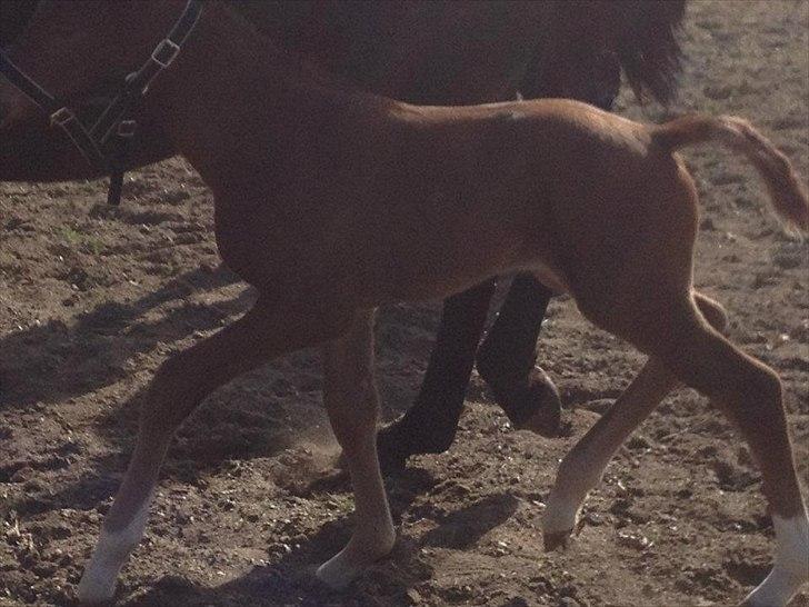 Vores Blue Hors Don Olymbrio afkom(; billede 11