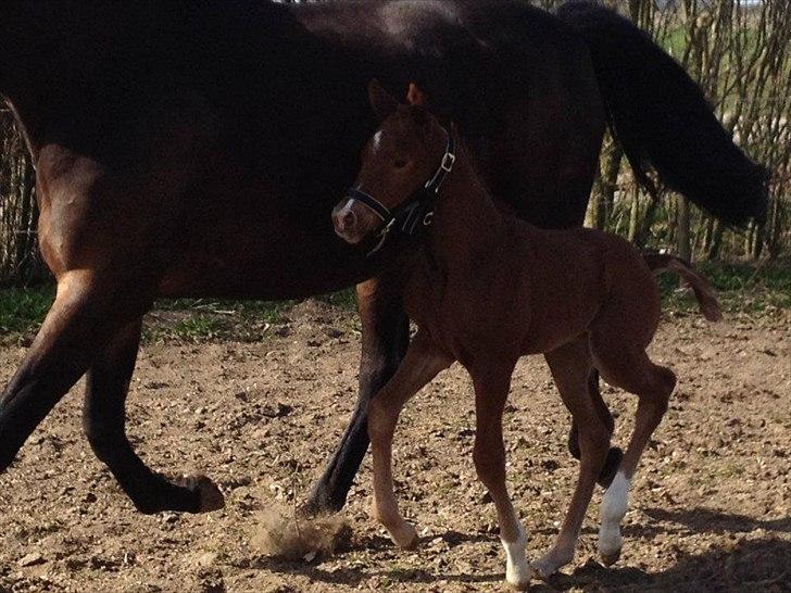 Vores Blue Hors Don Olymbrio afkom(; billede 12