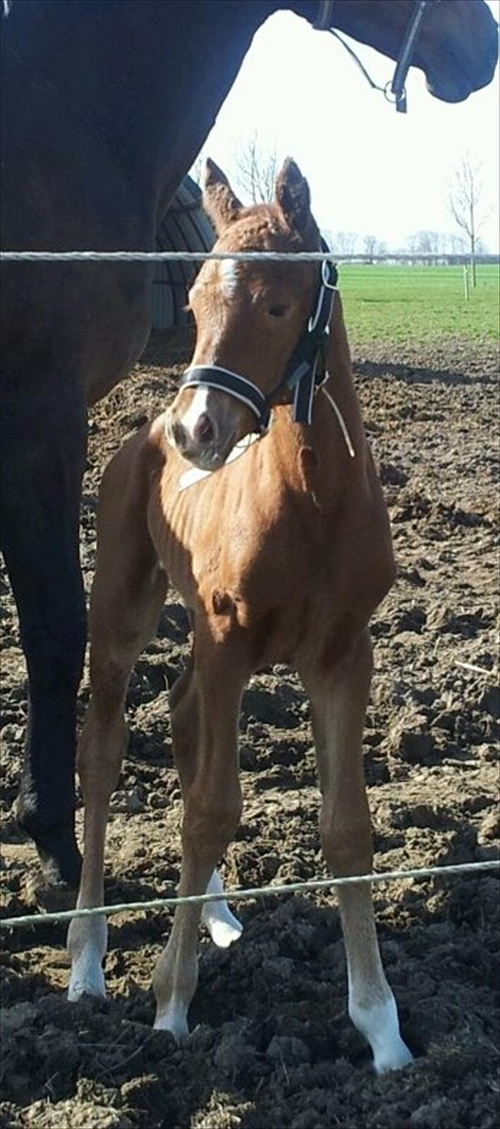 Vores Blue Hors Don Olymbrio afkom(; billede 13