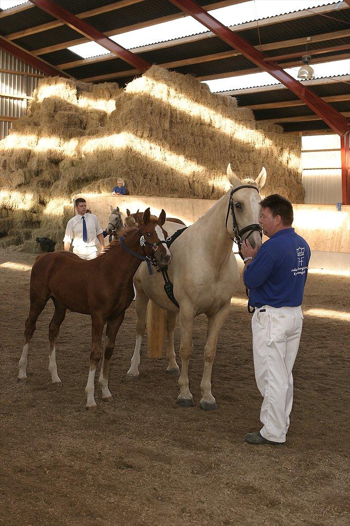 Frederiksborgheste - Hector´s mor og søster Fauna billede 4