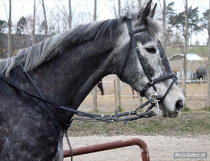 Træning med Grumse billede 1
