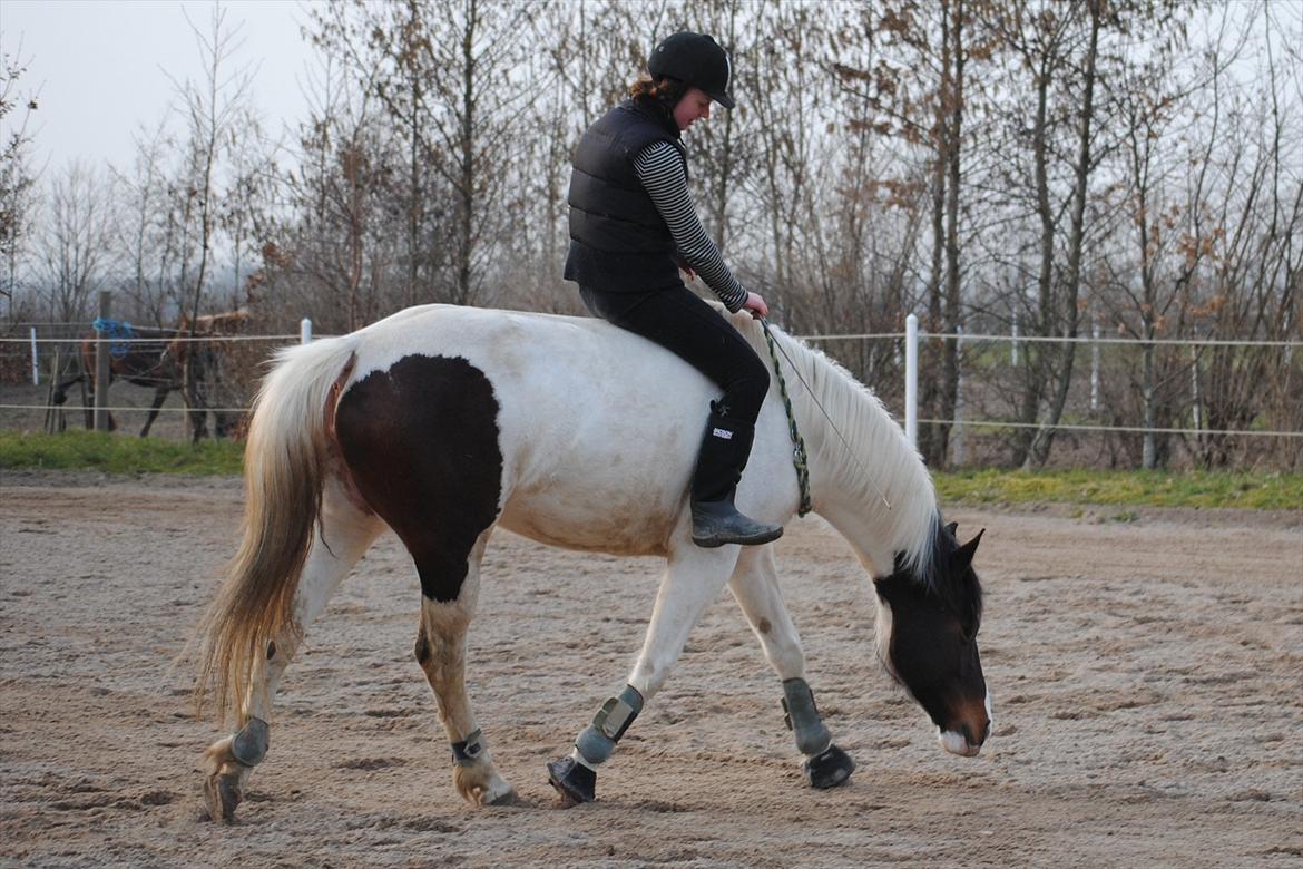 Ridning i cordeo billede 3