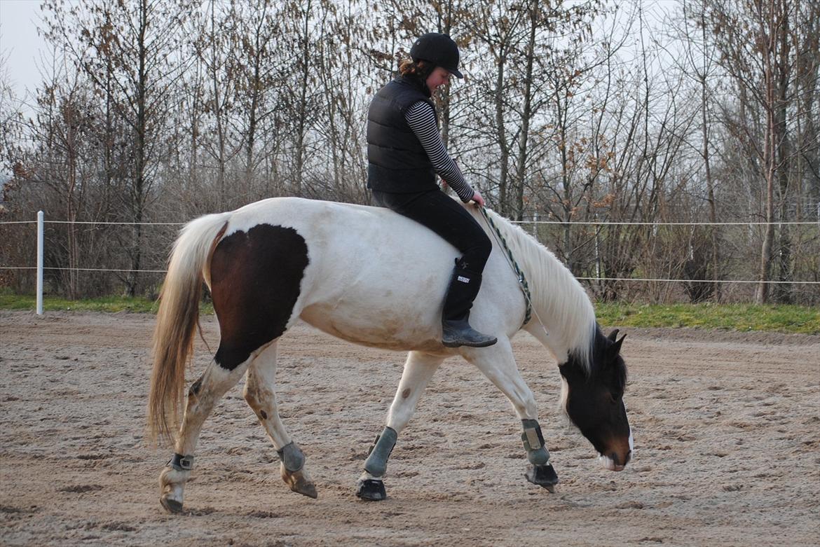 Ridning i cordeo billede 4