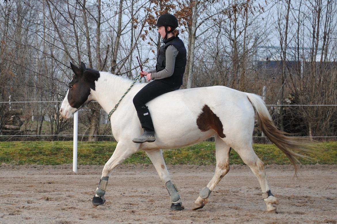 Ridning i cordeo billede 7