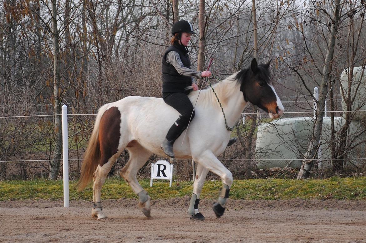 Ridning i cordeo billede 9