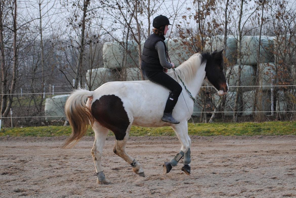 Ridning i cordeo billede 10