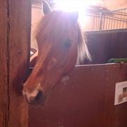 Bianca - Mit evige savn. 