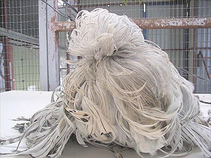 Gæt en fugl  billede 1